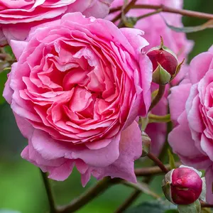 Rosa 'Penelope Lively' (Pot Size 6L) David Austin Shrub Rose