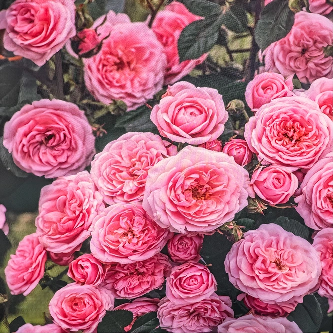 Rosa Pink Hit (Pot Size 4.5L) Patio Rose
