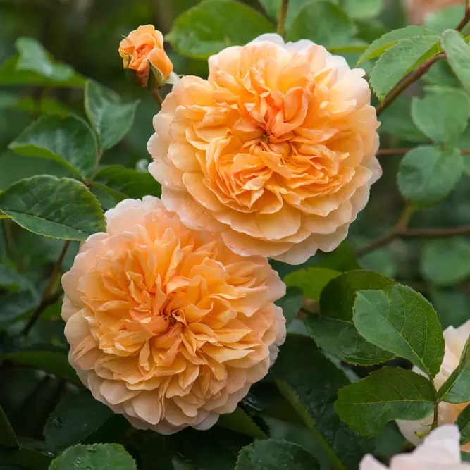 Rosa Port Sunlight (Pot Size 6L) David Austin Roses