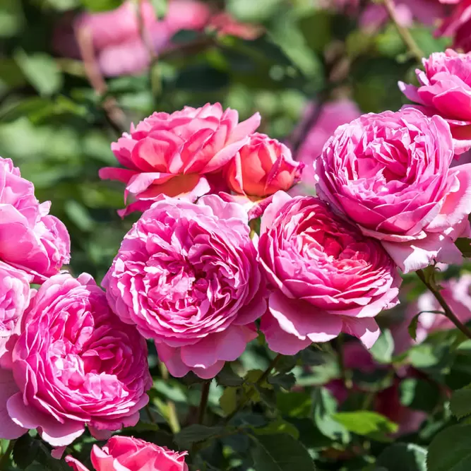 Rosa 'Princess Alexandra of Kent' (Pot Size 6L) David Austin Roses