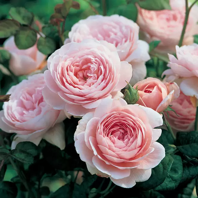 Rosa 'Queen Of Sweden' (Pot Size 6L) David Austin Roses