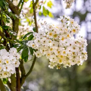 Rosa 'Rambling Rector' (Pot Size 6L) David Austin Roses - image 1