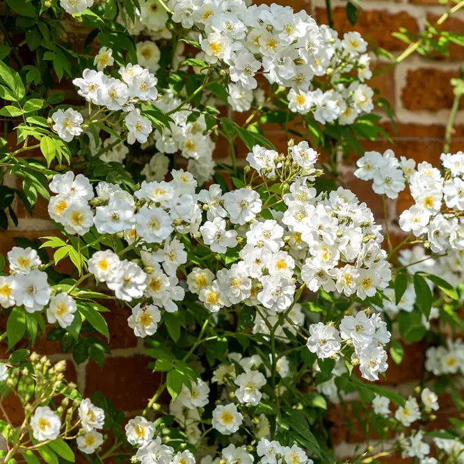 Rosa 'Rambling Rector' (Pot Size 6L) David Austin Roses - image 2