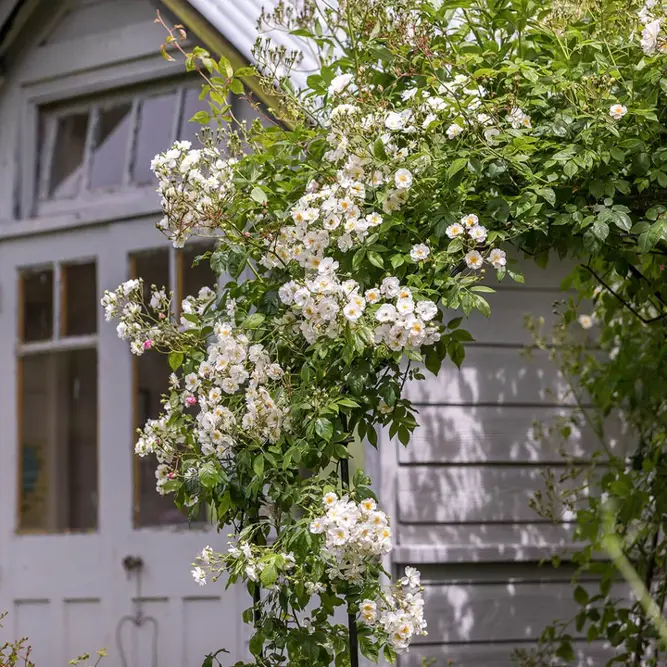 Rosa 'Rambling Rector' (Pot Size 6L) David Austin Roses - image 3