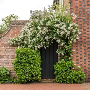 Rosa 'Rambling Rector' (Pot Size 6L) David Austin Roses - image 4