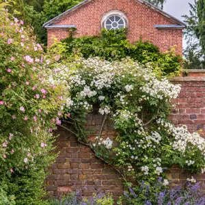 Rosa 'Rambling Rector' (Pot Size 6L) David Austin Roses - image 5