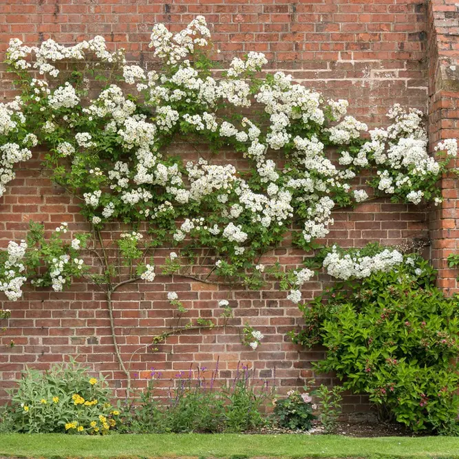 Rosa 'Rambling Rector' (Pot Size 6L) David Austin Roses - image 6