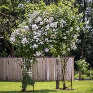 Rosa 'Rambling Rector' (Pot Size 6L) David Austin Roses - image 7