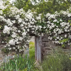 Rosa 'Rambling Rector' (Pot Size 6L) David Austin Roses - image 9