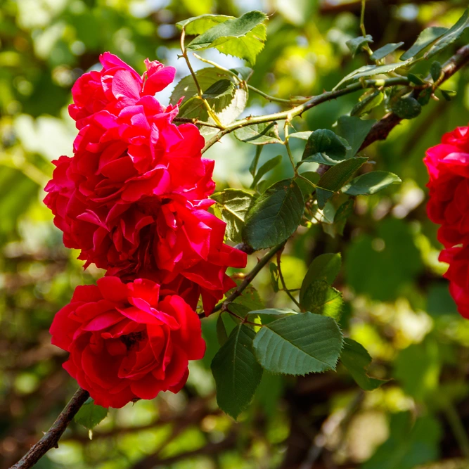 Rosa 'Rambling Rosie' (Pot Size 6L) David Austin Roses