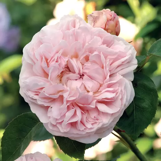 Rosa 'St Swithun' (Pot Size 6L) David Austin Roses