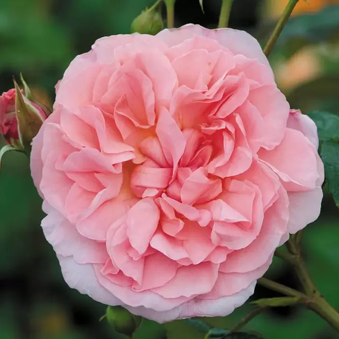 Rosa 'Strawberry Hill' (Pot Size 6L) David Austin Roses