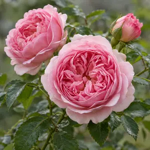 Rosa 'Strawberry Hill' (Pot Size 6L) David Austin Roses