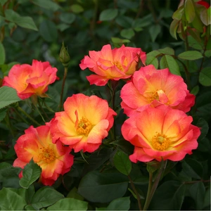 Rosa 'Summer of Love' (Pot Size 4.5L) - image 2