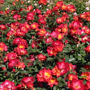 Rosa 'Summer of Love' (Pot Size 4.5L) - image 3