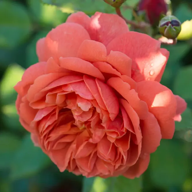 Rosa 'Summer Song' Austango - David Austin Rose - image 2