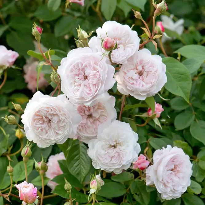 Rosa 'The Albrighton Rambler (Pot Size 6L) David Austin Roses