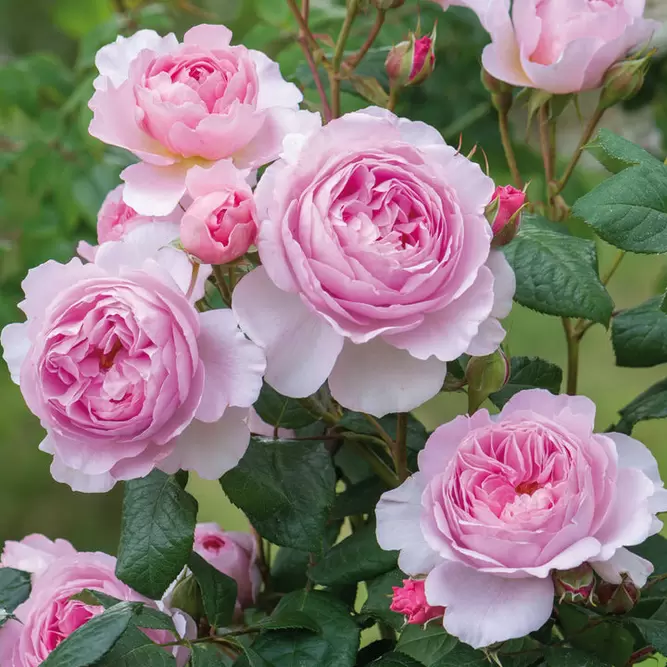 Rosa 'The Ancient Mariner' (Pot Size 6L) David Austin Roses