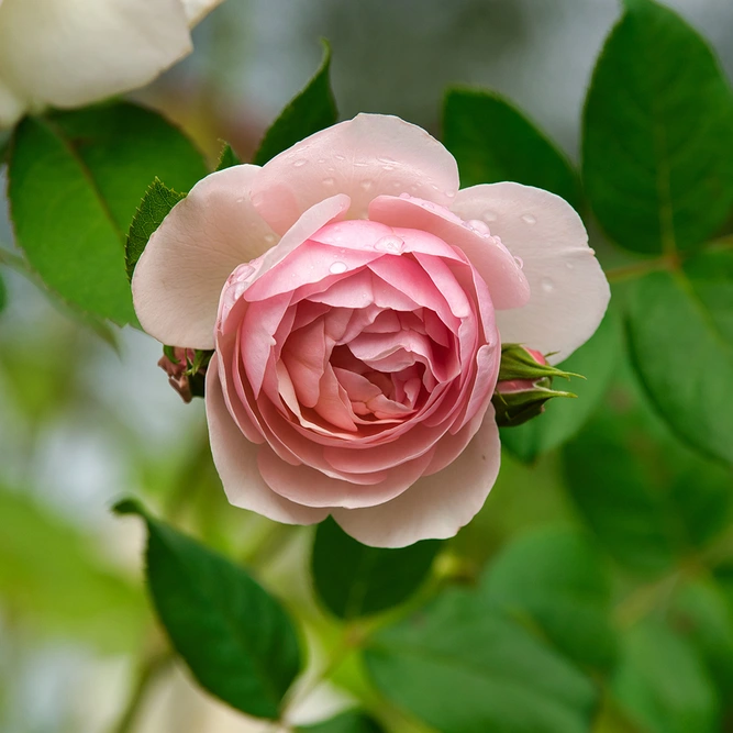 Rosa 'The Generous Gardener' (Pot Size 6ltr) David Austin Climbing Rose