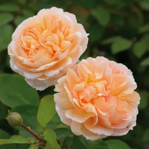 Rosa The Lady Gardener (Pot Size 6L) David Austin Roses - image 1