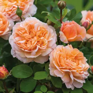 Rosa The Lady Gardener (Pot Size 6L) David Austin Roses - image 3