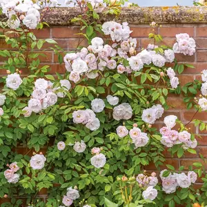 Rosa 'The Lady Of The Lake' (Pot Size 6L) David Austin Roses - image 1