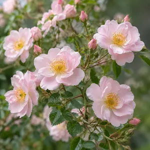 Rosa 'The Lady Of The Lake' (Pot Size 6L) David Austin Roses