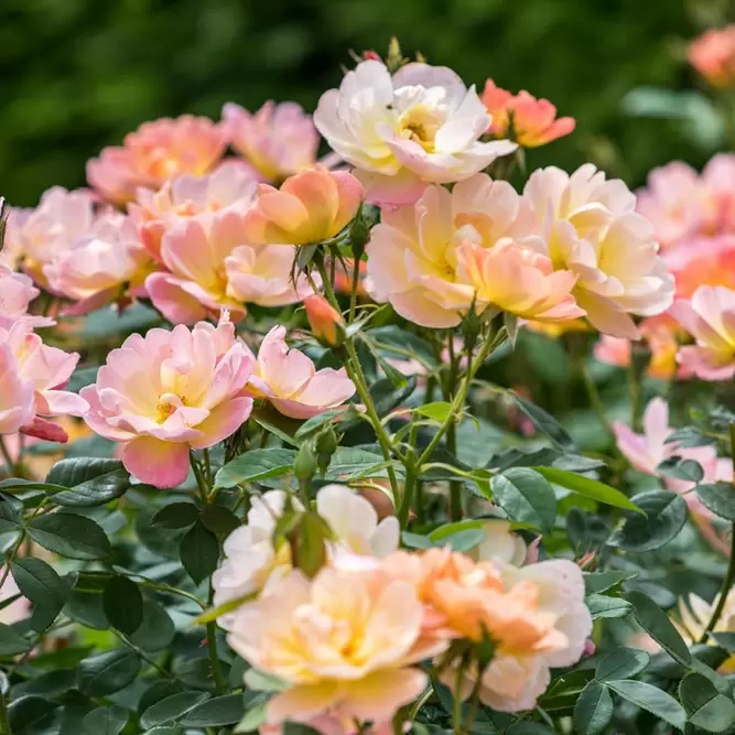 Rosa The Lark Ascending (Pot Size 6L) David Austin Roses