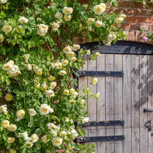 Rosa 'The Pilgrim' (Pot Size 6L) David Austin Roses - image 2