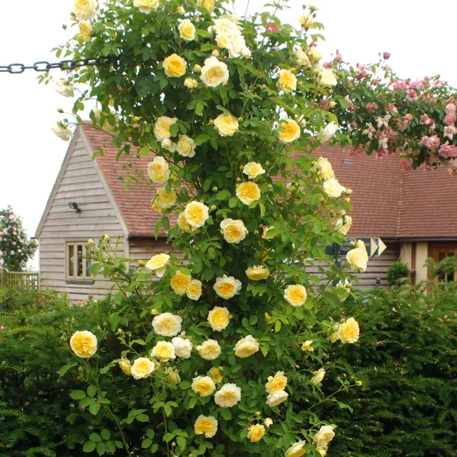 Rosa 'The Pilgrim' (Pot Size 6L) David Austin Roses - image 4