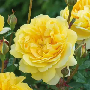 Rosa 'The Poets Wife' (Pot Size 6L) David Austin Roses