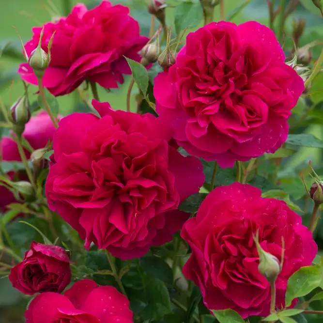 Rosa 'Thomas A Becket' (Pot Size 6L) David Austin Roses