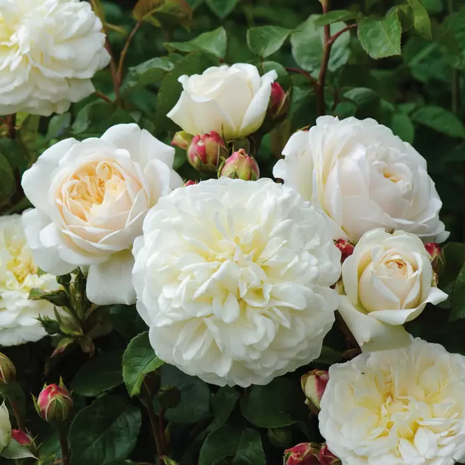 Rosa 'Tranquillity' (Pot Size 6L) David Austin Roses