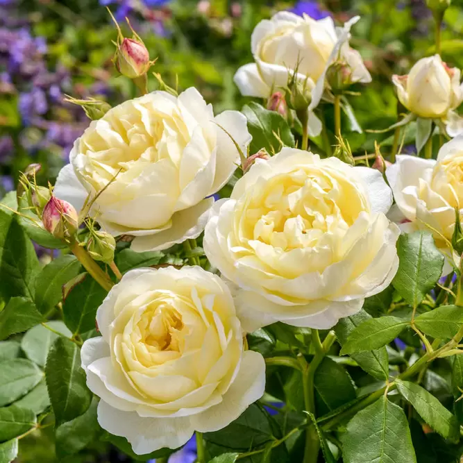 Rosa Vanessa Bell (Pot Size 6L) David Austin Roses