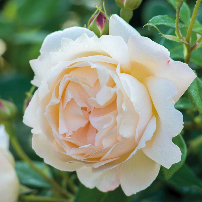 Rosa 'Wollerton Old Hall' (Pot Size 6L) David Austin Roses