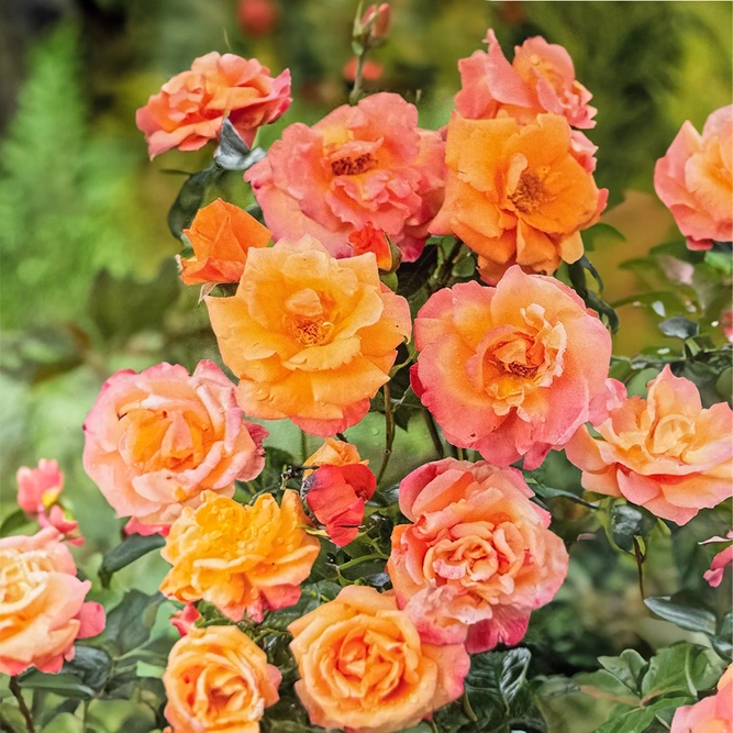 Rose 'Scent From Heaven' (Pot Size 4.5L) Climbing Rose