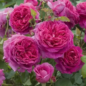 Rose Young Lycidas (Pot Size 6L) David Roses Ltd - image 1