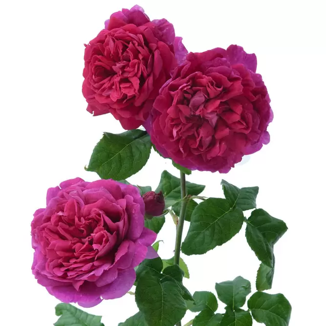 Rose Young Lycidas (Pot Size 6L) David Roses Ltd - image 2