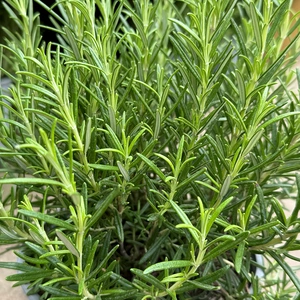 Rosemary (Pot Size 3L) - image 1