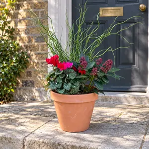 Rosetti's Right Call Planter (21cm) Skimmia Rubella, Cyclamen Red, Juncus Spiralis, Planter - image 1