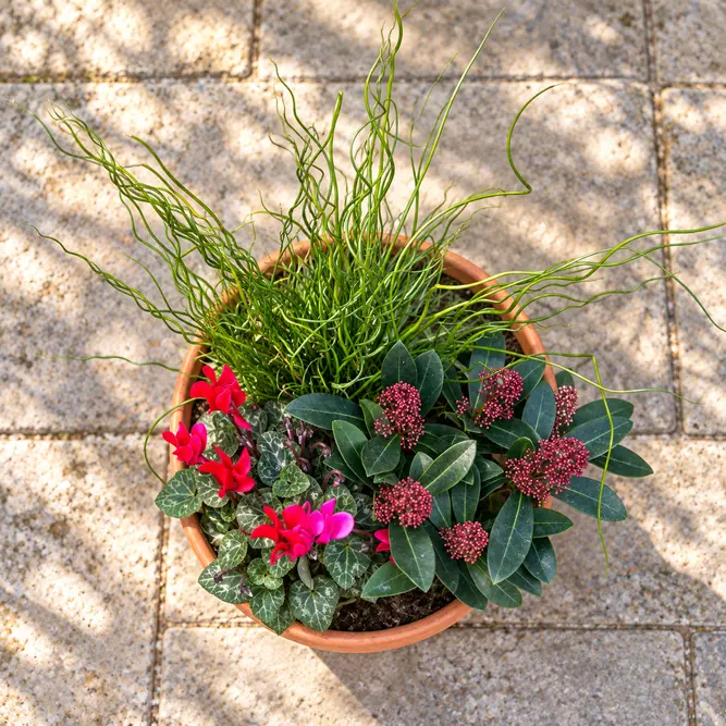 Rosetti's Right Call Planter (21cm) Skimmia Rubella, Cyclamen Red, Juncus Spiralis, Planter - image 2