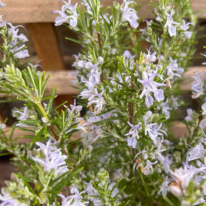 Rosmarinus 'Miss Jessopp's Upright' (Pot Size 3ltr) Upright Rosemary - image 1