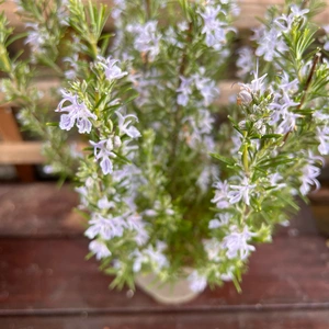 Rosmarinus 'Miss Jessopp's Upright' (Pot Size 3ltr) Upright Rosemary - image 4