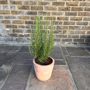 Rosmarinus 'Miss Jessopp's Upright' (Pot Size 3ltr) Upright Rosemary - image 2