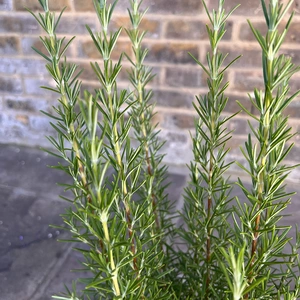 Rosmarinus 'Miss Jessopp's Upright' (Pot Size 3ltr) Upright Rosemary - image 3