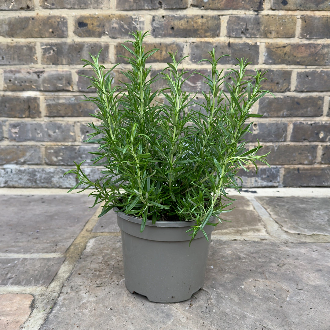 Rosmarinus officinalis ‘Barbeque’ (Pot Size 3L) Upright Rosemary - The ...