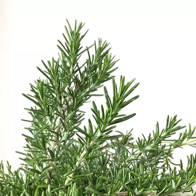 Rosmarinus officinalis 'Prostratus Group' (Pot Size 25cm) - Prostrate Rosemary - image 2