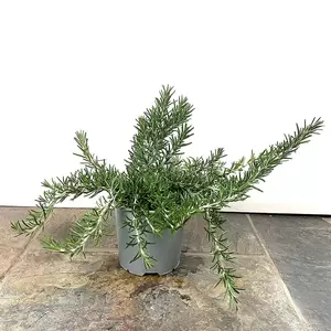 Rosmarinus officinalis 'Prostratus Group' (Pot Size 25cm) - Prostrate Rosemary - image 3