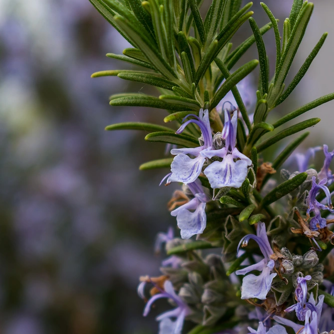 Rosmarinus officinalis 'Prostratus Group' (Pot Size 25cm) - Prostrate Rosemary - image 1