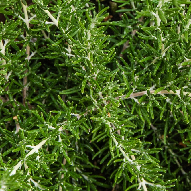 Rosmarinus Officinalis 'Roman Beauty' (3L) Roman Beauty Rosemary - image 1